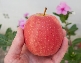 Delicious pink lady apple with vitamins C and D