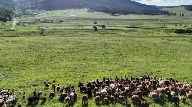 Mongolische Steppe Natur