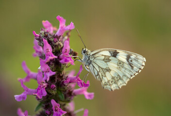 Obraz premium Motyl Polowiec szachownica, letnia łąka.
