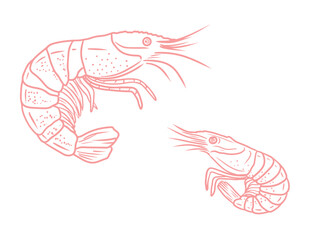 Set of pink realistic beautiful shrimp drawing in black isolated on white background. Hand drawn vector sketch illustration in doodle engraved vintage line art style. Seafood, sea animals.