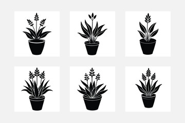 set of plants in pots