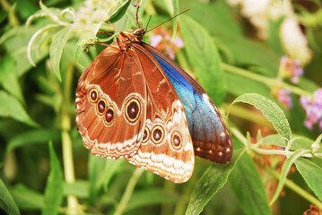 Blue morpho peleides butterfly on the background of a green tree.