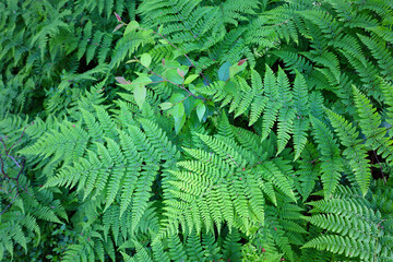 Beautiful green ferns in the sunshine