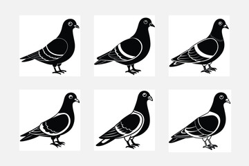 collection of pigeon  birds