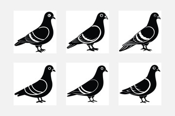 collection of birds