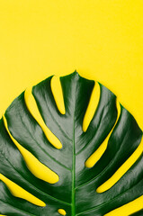 Monstera leaf on a bright yellow background with a blank copyspace.