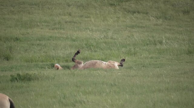 Fohlen Prezewalski Pferd Wildpferd 