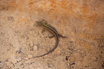 Send lizard on the stone