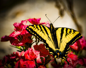 hummingbird, butterfly, finch, canary, branch
