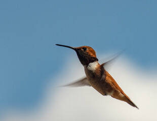 hummingbird, butterfly, finch, canary, branch

