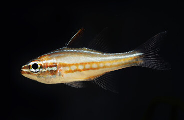 Chequered cardinalfish
(Ostorhinchus margaritophorus) in black background