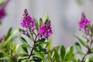 Close up of pink hebe flowers in bloom