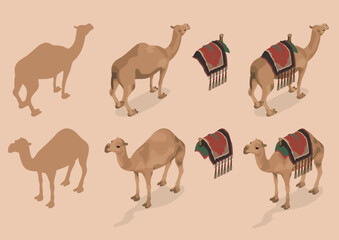 Camel isometric layout vector illustration 