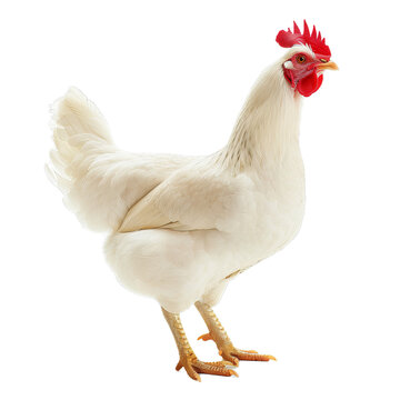 Full profile view of a solitary white hen isolated on a transparent background