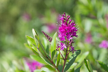 Close up of pink hebe flowers in bloom