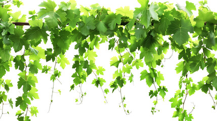 Fototapeta premium Set of A vibrant border of ripe grapes hanging heavily on a lush grapevine, sunlight filtering through the leaves isolated on transparent background