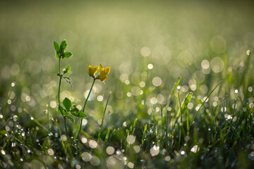 Letni poranek na łące, rosa. © mycatherina