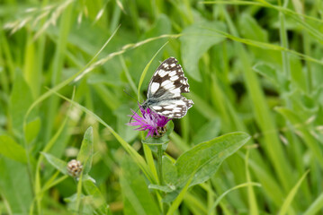 Marbled White (Melanargia galathea) butterfly sitting on a pink scabiosa in Zurich, Switzerland