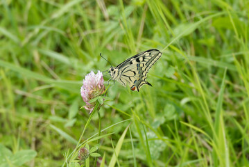 Old World Swallowtail or common yellow swallowtail (Papilio machaon) sitting on pink flower in Zurich, Switzerland