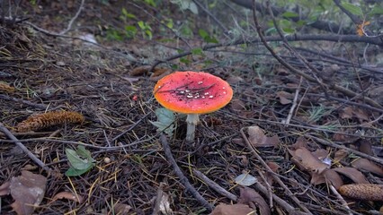 red mushroom in the forest