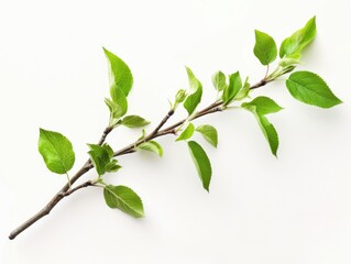 Branch with green leaves