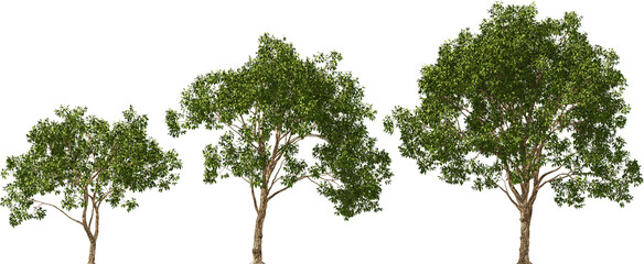willow magnificent trees hq cut out plants