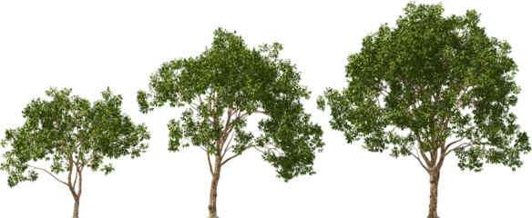 willow magnificent trees hq cut out plants