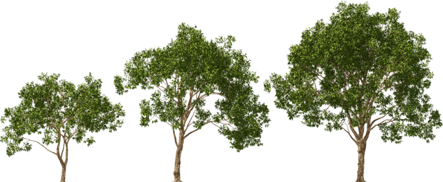 willow magnificent trees hq cut out plants