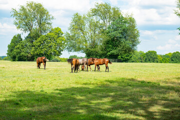 Herd of horses in a pasture