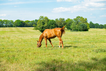 Horse grazing in a field