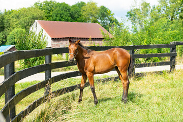 Young horse by a fence