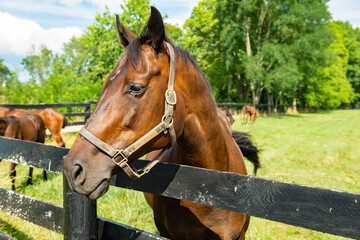 Portrait of a horse looking over a black board fence in the summer