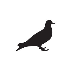 silhouette of a pigeon