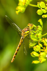 Gemeine Heidelibelle (Sympetrum vulgatum)
