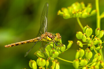 Gemeine Heidelibelle (Sympetrum vulgatum),