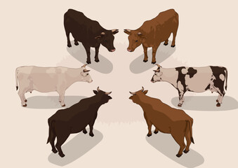 Isometric coloured cows 360 degree angles vector illustration 3D
