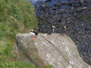 Puffins o frailecillos en la Isla de Lunga, en Escocia, Reino Unido, Europa