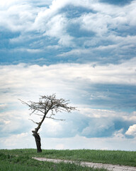 Obraz premium tree in the field