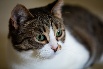 A charming cat with green eyes, tabby and white fur, looks adorable while resting peacefully