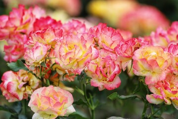 Beautiful yellow and pink rose on a green background. Close up.
