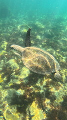 green sea turtle