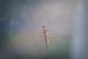 Hornet Robberfly sits on the window glass.