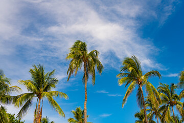 Tropical scene with sky and palm tree. Tropical summer vacation. Exotic nature. Palm tree. Summer vacation in Miami south beach, Florida. Palm tree of tropical beach in Miami. Travel adventure
