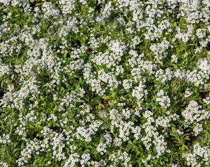White phlox, blossoming spring flowers background closeup.