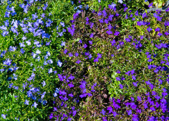 Fototapeta premium Edging Lobelia flowers background in outdoor garden closeup.