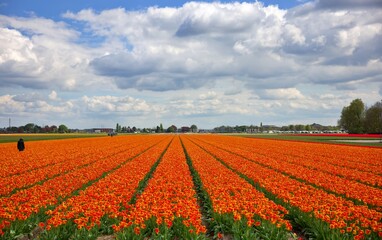 Amsterdam Tulip Fields