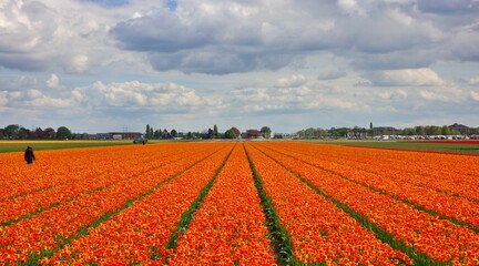 Amsterdam Tulip Fields