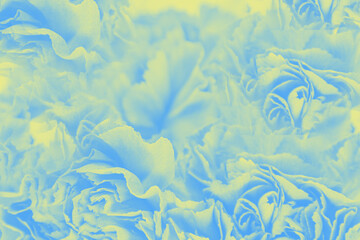 Abstract blue yellow background, floral carnation petals pattern