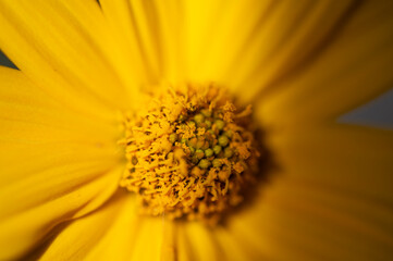  Słoneczniczek zwyczajny Heliopsis helianthoides Common sunflower