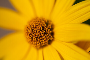  Słoneczniczek zwyczajny Heliopsis helianthoides Common sunflower